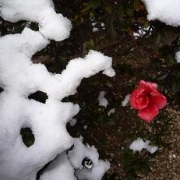 ★雪の中で咲く『さつき』★