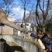 HELLO象さん！