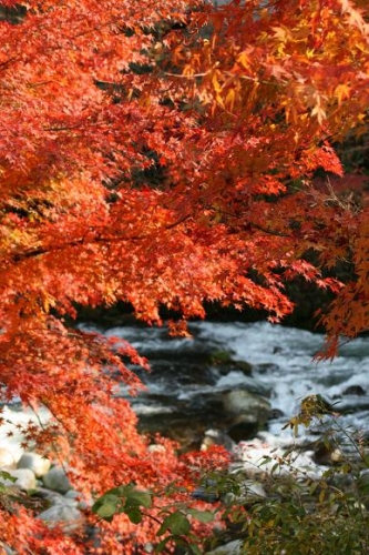 秋の色の画像（1枚目）