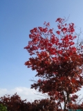 青空と紅葉。。。