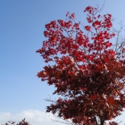 青空と紅葉。。。