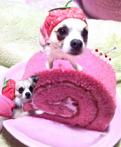 ピンク色ロールケーキ＆ピンク色コスチュームの愛犬(U￫ܫ￩)♡の画像（1枚目）