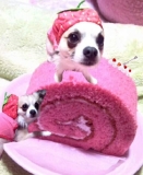 「ピンク色ロールケーキ＆ピンク色コスチュームの愛犬(U￫ܫ￩)♡」の画像（1枚目）