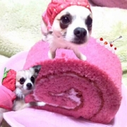 ピンク色ロールケーキ＆ピンク色コスチュームの愛犬(U￫ܫ￩)♡