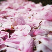 「さくらの花びらの絨毯」【ブログがなくてもOK！】ピンク色の写真を投稿してサイトをピンク色に染めよう！の投稿画像