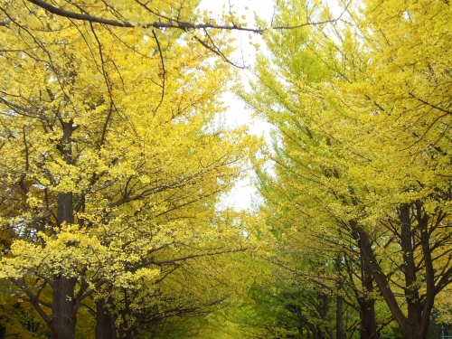 北海道大学のイチョウ並木の画像（1枚目）