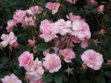 「ピンクのバラ」の画像（1枚目）