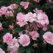 「ピンクのバラ」【ブログがなくてもOK！】ピンク色の写真を投稿してサイトをピンク色に染めよう！の投稿画像