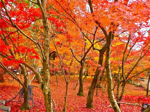 京都永観堂の紅葉の画像（1枚目）