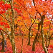 「京都永観堂の紅葉」紅葉フォトコンテスト！！　～みんなで全国の紅葉フォトを集めよう～の投稿画像