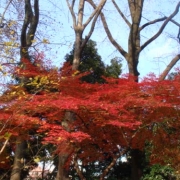 「新宿御苑で紅葉をﾊﾟﾁﾘｯ！」紅葉フォトコンテスト！！　～みんなで全国の紅葉フォトを集めよう～の投稿画像