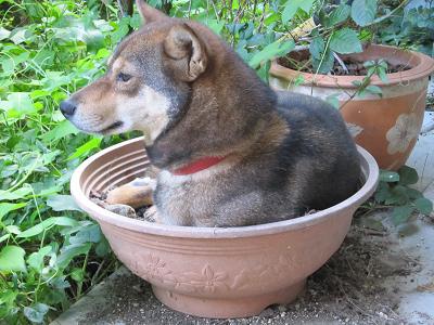 ひと花咲かせたいの？の画像（1枚目）