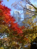 「都会の紅葉」の画像