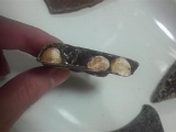 【レポ】1.2kgの割れチョコを食べる！割れチョコ専門店チュベ・ド・ショコラの画像（3枚目）