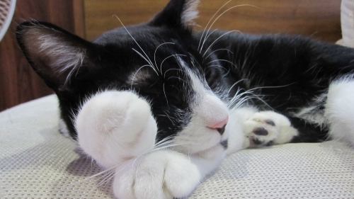 手をほっぺに添えてふてぶてしく眠る猫の画像（1枚目）