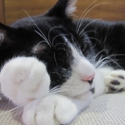 手をほっぺに添えてふてぶてしく眠る猫