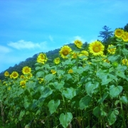 花も元気いっぱい☆