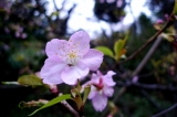 寒空の下の河津桜