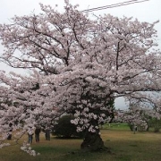 桜