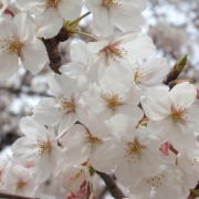 可憐な桜