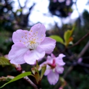 寒空の下の河津桜