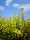 「早春の菜の花♪」の画像（1枚目）