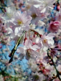 深大寺で見つけた早咲きの桜♪