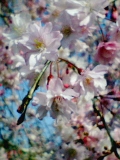 「深大寺で見つけた早咲きの桜♪」の画像（1枚目）