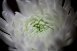 白い菊♪