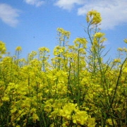 早春の菜の花♪