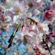 深大寺で見つけた早咲きの桜♪