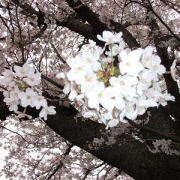 桜