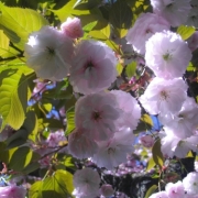 軽井沢の桜