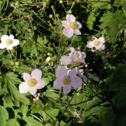 ウィーンの野いちごの花（たぶん）