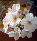 大好きな花・・・桜