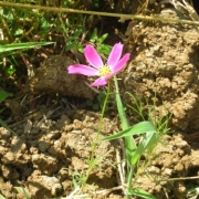 たくましく咲く花