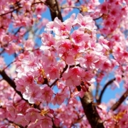 主人が送ってくれた桜★