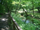 「那須の清らかな小川と新緑の風景」の画像（1枚目）