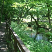 那須の清らかな小川と新緑の風景