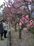 「観梅」の画像（1枚目）