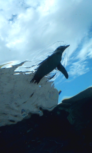 ペンギン、空泳ぐの画像（1枚目）