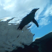 ペンギン、空泳ぐ