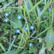 春を告げるは、野の花か