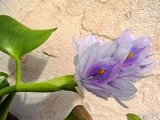 薄紫のお花