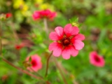 「ハート花」の画像（1枚目）