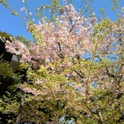 河津桜