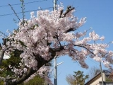 ◆ライトアップされた小倉城の桜まつり◆の画像（1枚目）