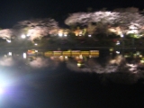 夜桜☆の画像（1枚目）