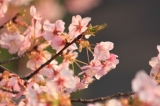 「河津桜」の画像
