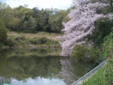 しだれ桜の画像（1枚目）